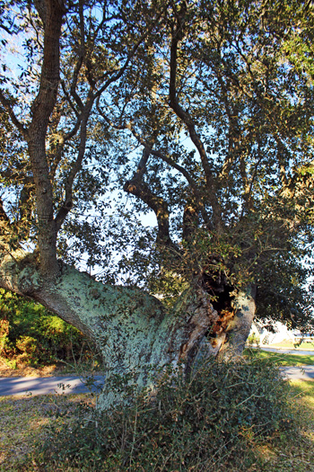 Cora Tree in Frisco Cora Tree in Frisco