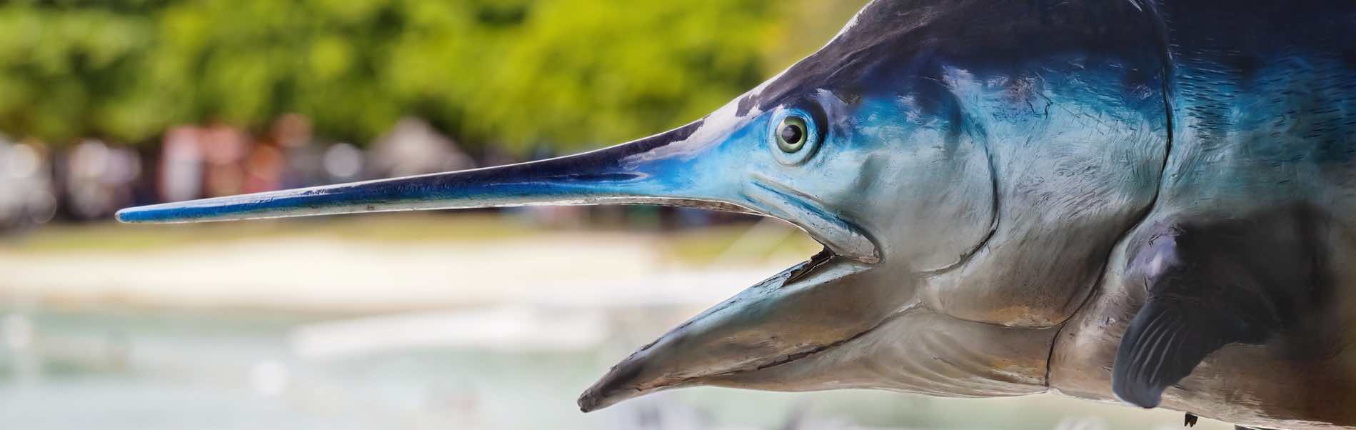 Blue Marlin on Hatteras