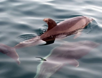 Miss Hatteras Dolphin Cruises