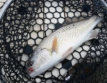 Hatteras Island Recipes