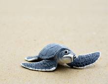Help Keep Hatteras Island Beaches Clean