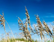 Sea Oats on Hatteras Island
