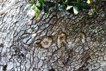 Cora Tree in Frisco, NC