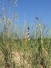 2016 Hatteras Summer Fun Photo Contest Entry by Kristin B.