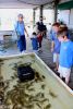 Crab Races at Day at the Docks 2016