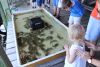 Crab Races at Day at the Docks 2016