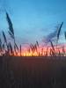 Sea Oats in Rodanthe, NC, January 2016