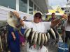 Gray Triggerfish are abundant but are not the easiest fish to hook