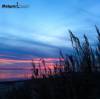Sea Oats at Sunset at Oregon Inlet