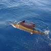 Sailfish showing well beside the boat