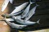Spanish Mackerel are a favorite nearshore catch