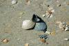 Hatteras Island Shells