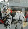 A Hatteras Island horse in the parade