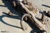 Midgett Realty: Flambeau Wreck December 2013